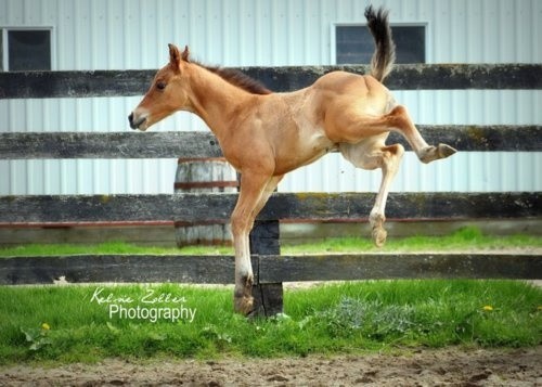 Photo:  young horse felicity